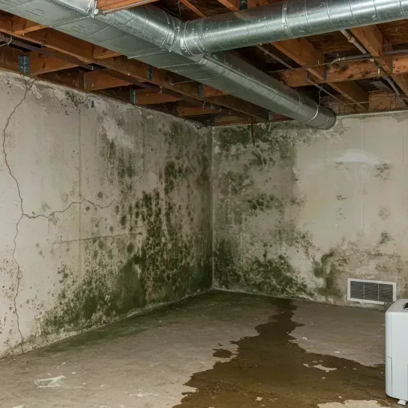 Professional Mold Removal in Rosenberg, TX